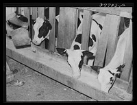 Calves at the feed trough on farm of member of the Dairymen's Cooperative Creamery. Caldwell, Canyon County, Idaho by Russell Lee
