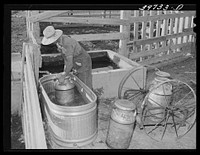 Member of the Dairymen's Cooperative Creamery, cooling fresh milk in water trough on his farm. Caldwell, Canyon County, Idaho by Russell Lee