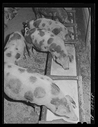 Hogs eating skim milk on farm of member of the Dairymen's Cooperative Creamery. Caldwell, Canyon County, Idaho. This cooperative has approximately 5000 members by Russell Lee