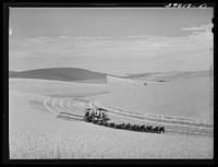 Mule-drawn combine in wheat field in Walla Walla County, Washington. Dark patches of land are summer fallow by Russell Lee