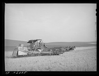 Wheat combine drawn by twenty mule team. Walla Walla, Washington. Five men, including the mule skinner, worked on the combine. The wheat was sacked by Russell Lee