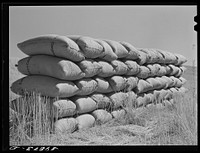 Sacked wheat in the field will be picked up by truck and taken to sack warehouse. Wheat is sacked and sacks are sewn on the combine. Walla Walla County, Washington by Russell Lee