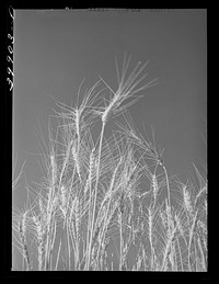 [Untitled photo, possibly related to: Ripe wheat in the field. Eureka Flats, Walla Walla, Washington] by Russell Lee