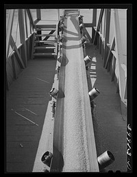 Bulk wheat is delivered from combine to truck. Wheat on conveyer belt being taken from elevator to barge for shipment to Portland. Walla Walla County, Washington by Russell Lee