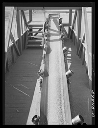 [Untitled photo, possibly related to: Bulk wheat is delivered from combine to truck. Wheat on conveyer belt being taken from elevator to barge for shipment to Portland. Walla Walla County, Washington] by Russell Lee