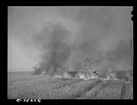 Wheat stubble burning. Because of above-normal rainfall this season, the wheat developed more straw, and the fire hazard both before harvest and in the stubble was great. Walla Walla, Washington by Russell Lee
