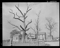 [Untitled photo, possibly related to: Houses at crossroads, two miles west of Sterling]. Sourced from the Library of Congress.