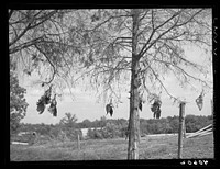 Dead hawks killed by Mr. Lloyd's sons. Orange Church, Orange County, North Carolina. Sourced from the Library of Congress.