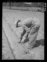 Mr. Jones planting tobacco. With the wooden peg in his hand he scoops a small hole for the plant to be inserted. Near Farrington, Orange County, North Carolina. Sourced from the Library of Congress.