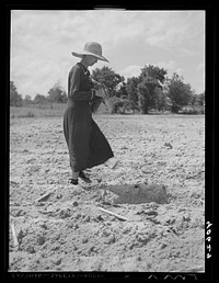 Mrs. Jones, wife of tenant farmer, dropping tobacco plants in places scooped out for them. Near Farrington, Orange County, North Carolina. Sourced from the Library of Congress.