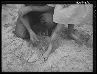 Farmer handling tobacco earth,  hard and dry after hard rain and hot sun. Pittsylvania County, Virginia. Sourced from the Library of Congress.