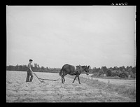 [Untitled photo, possibly related to: Fertilizing tobacco field. Farm of J.R. Ray. Five miles northeast of Durham, North Carolina on U. S. 15]. Sourced from the Library of Congress.