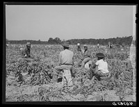 Group of Florida migrants waiting for the foreman before going to work in the potato field. They are paid a dollar a day. Belcross, North Carolina. Sourced from the Library of Congress.