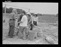 Migratory workers sewing bags of onions in a field near Cedarville, New Jersey. Girls like these come from big cities nearby--Philadelphia, Baltimore, etc.. Sourced from the Library of Congress.