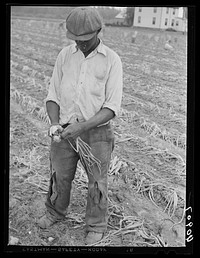 Migratory agricultural worker cutting off top on onions in a field near Cedarville, New Jersey. Sourced from the Library of Congress.