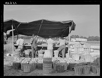 Grading tomatoes at the Kings Creek Packing Company. Kings Creek, Maryland. Sourced from the Library of Congress.