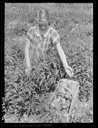Picking tomatoes for sale at the Tri-County Farmers Co-op Market at the Du Bois, Pennsylvania, at the farm of Mr. Kness, near Penfield, Pennsylvania. Sourced from the Library of Congress.