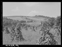 Corn and farm country around Sugar Hill, submarginal area near Townsend, New York. Sourced from the Library of Congress.