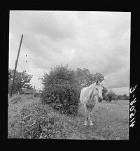 [Untitled photo, possibly related to: Horses in field along Route 79, two miles east of Mecklenburg, New York]. Sourced from the Library of Congress.
