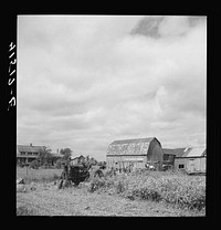 [Untitled photo, possibly related to: Farmer cutting a field of buckwheat along Route 79, near Ithaca, New York]. Sourced from the Library of Congress.