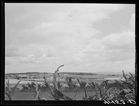 Root fence and landscape from the Mud Lake Road near Townsend, New York. Sourced from the Library of Congress.