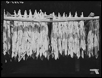 [Untitled photo, possibly related to: Tobacco hanging in a barn on a farm near Suffield, Connecticut]. Sourced from the Library of Congress.