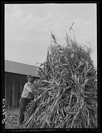 Stacking corn on a farm near Windsor Locks, Connecticut. Sourced from the Library of Congress.