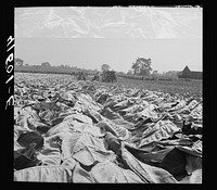 [Untitled photo, possibly related to: Field of tobacco and tobacco barn near Warehouse Point, Connecticut]. Sourced from the Library of Congress.