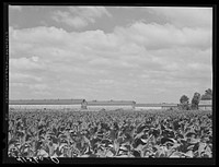 Field of tobacco and tobacco barn near Warehouse Point, Connecticut. Sourced from the Library of Congress.