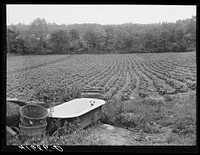 Field of beans on the farm of Gaetano Simone, Italian FSA (Farm Security Administration) client. Westville, Connecticut. Don't know what the bathtub is for. Sourced from the Library of Congress.