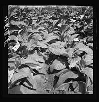 Leaves of tobacco in a field near Warehouse Point, Connecticut. Sourced from the Library of Congress.