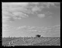 Truck carrying a barrel load of potatoes of the field on one of the farms of the Woodman Potato Company. Near Caribou, Maine. Sourced from the Library of Congress.