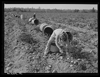 Children picking potatoes in a field near Caribou, Maine. Schools in the area did not open until the potatoes were harvested. Sourced from the Library of Congress.