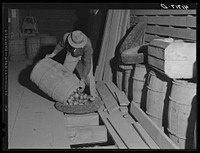 Unloading potatoes into one of the underground bins of the storage barns of the Woodman Potato Comapany. Caribou, Maine. Sourced from the Library of Congress.