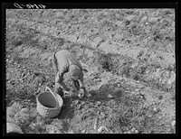Children picking potatoes on a large farm near Caribou, Maine. Schools do not open until the potatoes are harvested. Sourced from the Library of Congress.