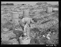 Children picking potatoes on a large farm near Caribou, Maine. Schools do not open until the potatoes are harvested. Sourced from the Library of Congress.