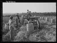 [Untitled photo, possibly related to: Harvesting potatoes with a single-row tractor-drawn digger on a farm near Caribou, Maine]. Sourced from the Library of Congress.