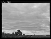 During the harvest season the field hands work from sunrise to sunset. Digging potatoes on the Woodman Potato Company farm eleven miles north of Caribou, Maine. Sourced from the Library of Congress.