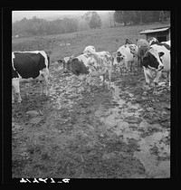 [Untitled photo, possibly related to: Cows out in the rain on the farm of Mr. Addison, a FSA (Farm Security Administration) client. Westfield, Connecticut]. Sourced from the Library of Congress.