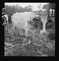 [Untitled photo, possibly related to: Cows out in the rain on the farm of Mr. Addison, a FSA (Farm Security Administration) client. Westfield, Connecticut]. Sourced from the Library of Congress.