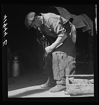Shoeing a horse in the barn of Mr. Emerson J. Leonard. Wallingford, Connecticut. Sourced from the Library of Congress.