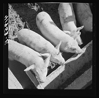[Untitled photo, possibly related to: Mr. Theodore German's small pigs at his farm in North Branford, Connecticut]. Sourced from the Library of Congress.