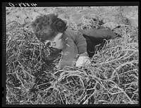 Young potato picker resting during the lunch hour on a farm near Caribou, Maine. Sourced from the Library of Congress.