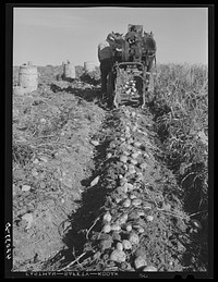 [Untitled photo, possibly related to: Seed potatoes on the farm of Mr. Edison Houston, FSA (Farm Security Administration) client and participant on community service seed program. Perham, Maine]. Sourced from the Library of Congress.