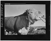 Prize bull owned by Robert Cunningham, FSA (Farm Security Administration) client. Beef cattle is being introduced to supplement potatoes as a source of income. Washburn, Maine. Sourced from the Library of Congress.