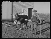 [Untitled photo, possibly related to: Prize bull owned by Robert Cunningham, FSA (Farm Security Administration) client. Beef cattle is being introduced to supplement potatoes as a supplementary source of income to potatoes. Washburn, Maine]. Sourced from the Library of Congress.