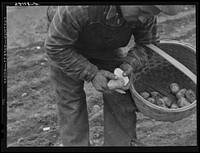 Mr. Claude Levesque, FSA (Farm Security Administration) client and potato farmer, demonstrating method of cutting seed potatoes for immediate planting. Near Van Buren, Maine. Sourced from the Library of Congress.