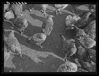 [Untitled photo, possibly related to: Some of the two thousand poulets on the poultry farm of Mr. August Udal, Finnish [Estonian] FSA (Farm Security Administration) client. Canterbury, Connecticut]. Sourced from the Library of Congress.