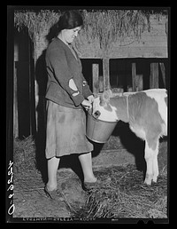 Mary Dralick, sewing machine operator at "Levine & Levine ladies coats."  Shown on her father's farm near Colchester, Connecticut. After a day's work at the shop she helps with the milking and feeding of the cows. Sourced from the Library of Congress.