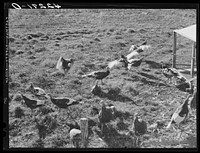 [Untitled photo, possibly related to: Old Yankee farmer, has a small farm with a subsistance garden and some turkeys. Near Fitchville, Connecticut]. Sourced from the Library of Congress.